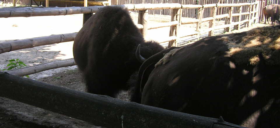 ip攻击器网页版